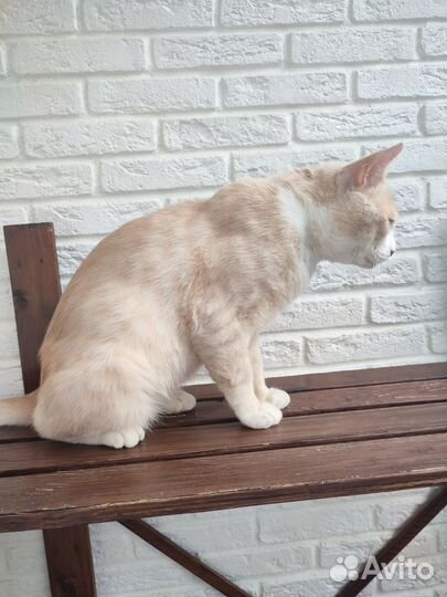 Брутальный кот ищет хозяина