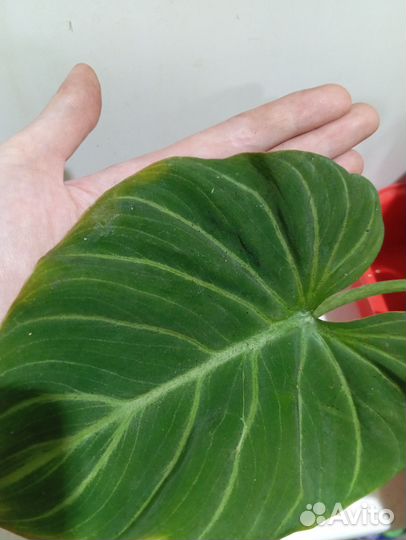 Филодендрон
