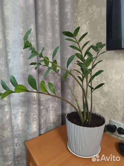 Замиокулькас