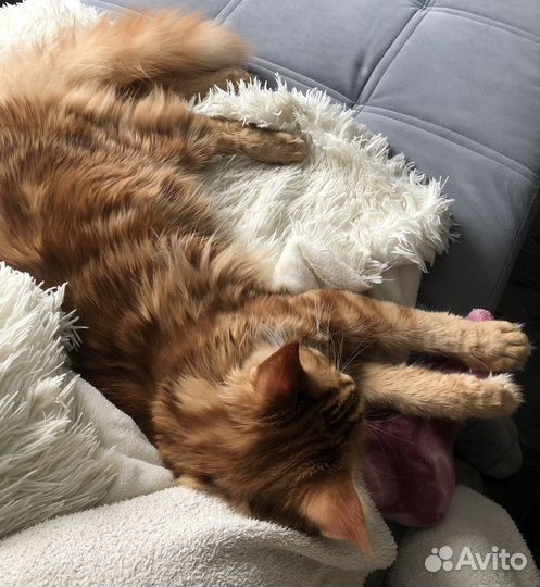 Передержка кошек, котоняня