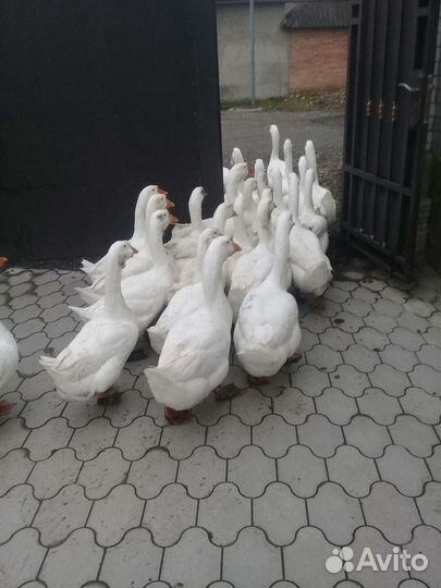 Гуси.Порода линда