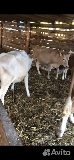 Коровы и телята