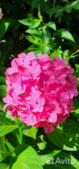 Гортензия крупнолистная