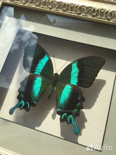 Подарок бабочка экзотичная