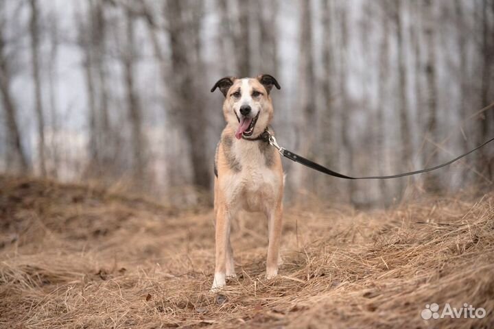 Прекрасный пёс пропадает за решёткой