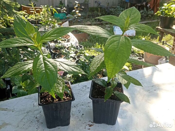 Новинка мировой селекции гортензия Бонфайер