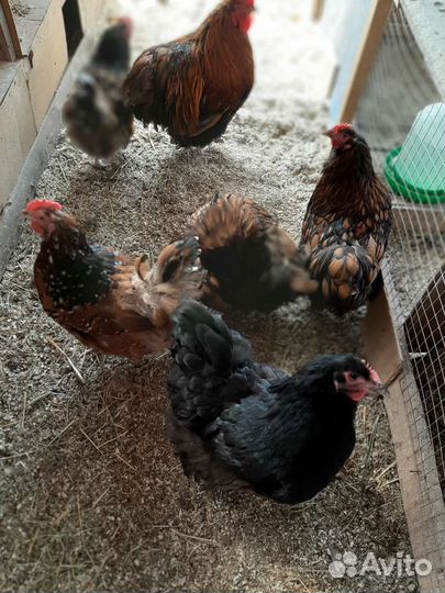 Семья.кур.кохинх ин.11мес.7кур.1петух.1шт.цена