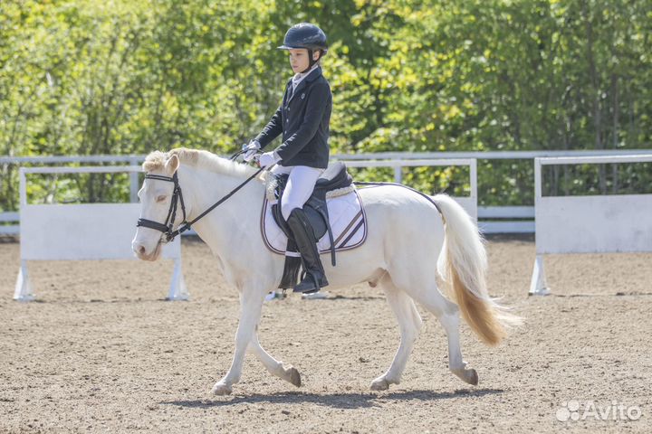 Спортивный Пони Сириус