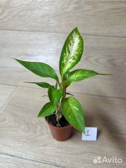 Диффенбахия Стар Брайт (Dieffenbachia Star Bright)