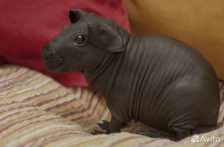 Морская свинка Скини