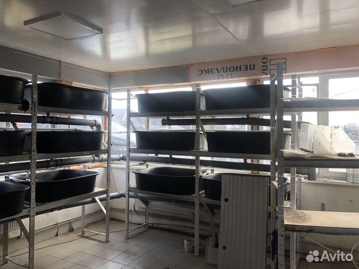 Ферма по разведению рака,аккр