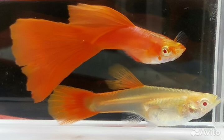 Лаборатория гуппи - чистые линии