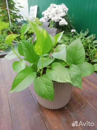 Комнатные растения