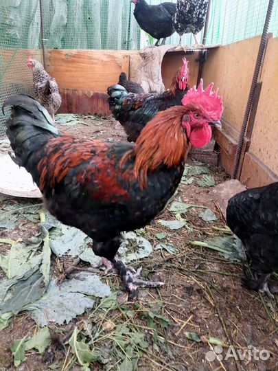 Петухи