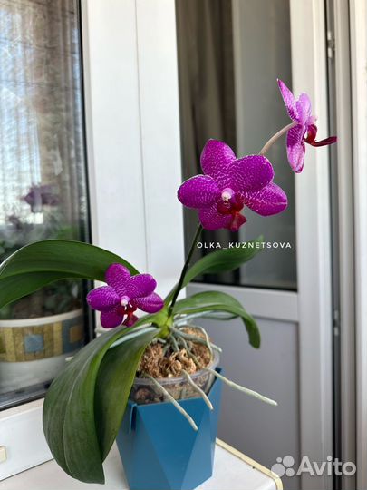 Орхидея фаленопсис Gigan Sun