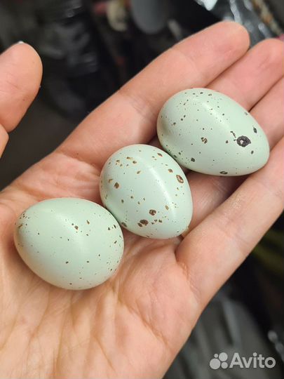 Инкубационное яйцо перепелов Селадон