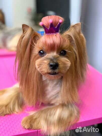 Стрижка/груминг собак мелких пород