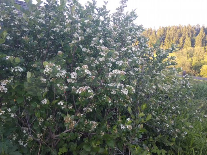 Участок 23 сот. (ИЖС)