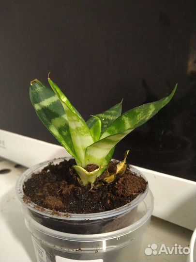 Драгоценная орхидея, Сансевиерия (сансевьера) Хана