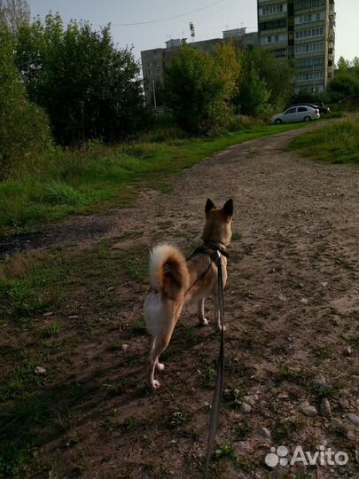 Выгул собак