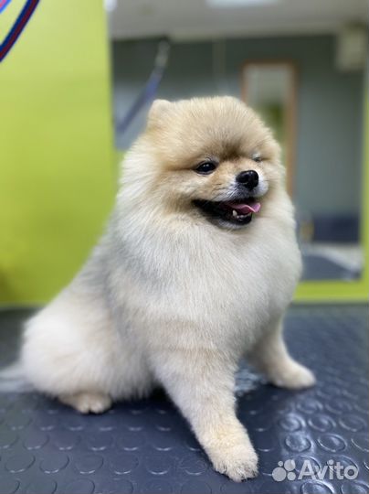 Груминг для животных