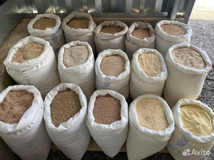 Зерно: пшеница, овёс, ячмень, кукуруза