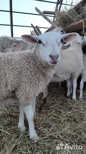 Овцы, бараны, ягнята