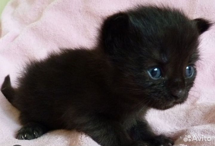Котята в добрые руки бесплатно