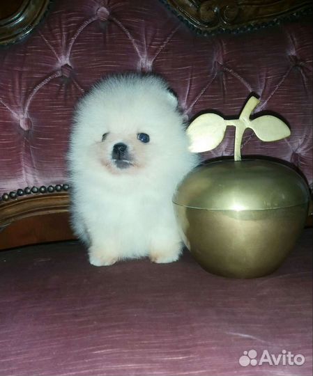 Микро Крошка Померанский шпиц