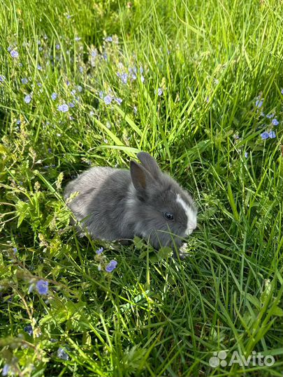 Карликовый вислоухий кролик