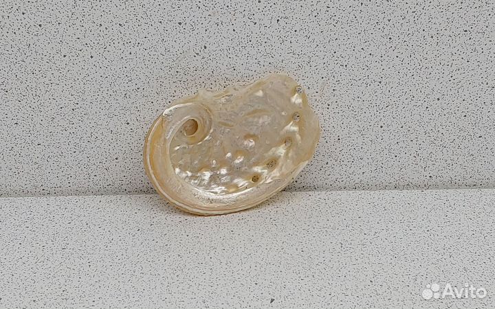 Халиотис перламутровый 5,7 ракушка раковина