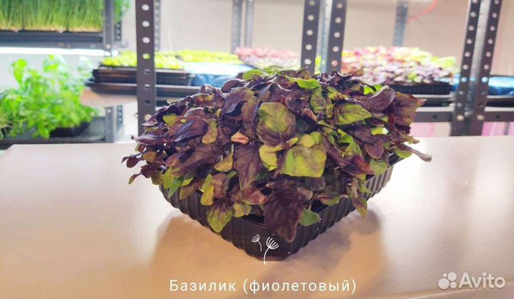 Микрозелень