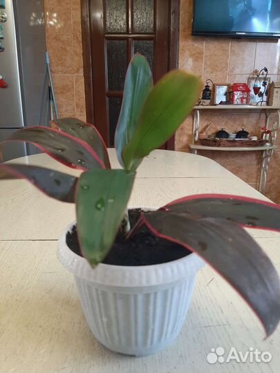 Кордилина краснолистная