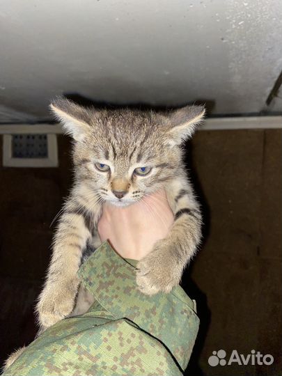 Кошки в добрые руки бесплатно