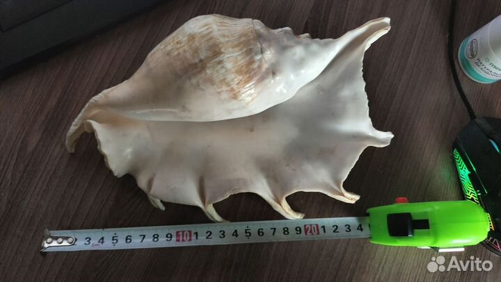 Морские ракушки раковины