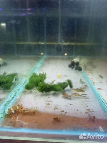 Креветки блю дрим синие белые красные мери