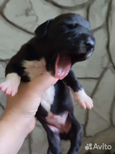 Немецкий дог