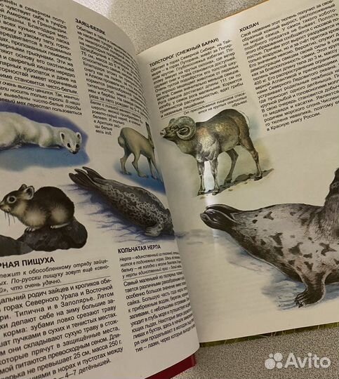 Энциклопедия животных книга