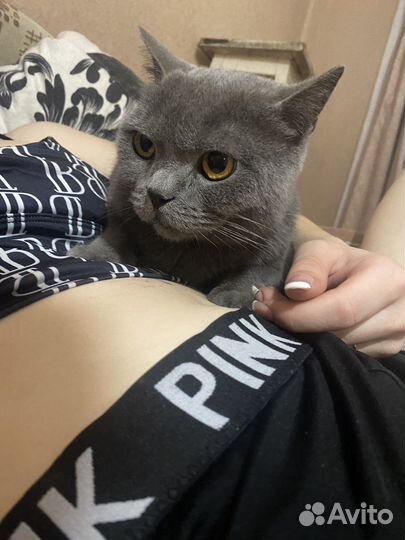 Британская