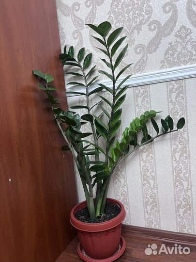Замиокулькас цветок