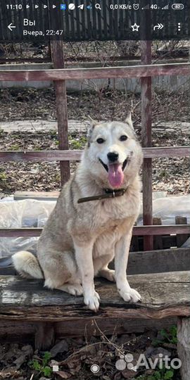Собака в добрые руки отдам бесплатно