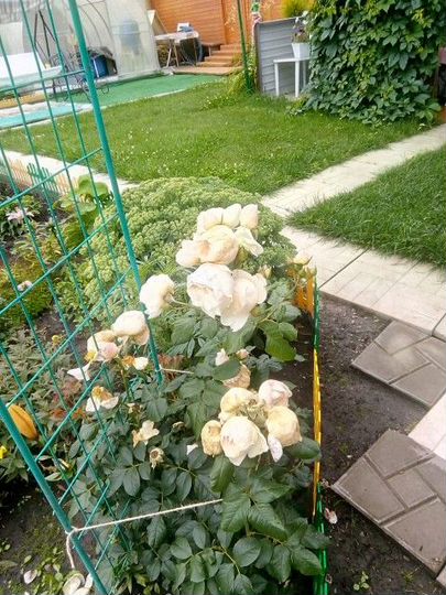 Дача 51 м² на участке 6 сот.