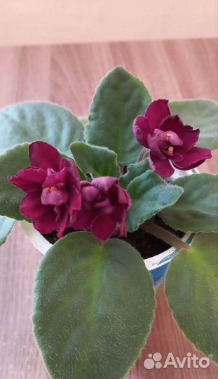 Фиалка в горшке