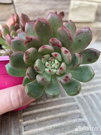 Суккуленты