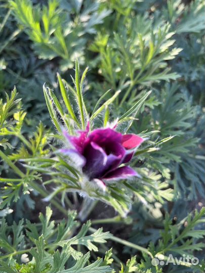 Прострел сон-трава