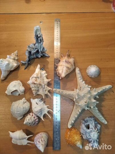 Ракушки для аквариума