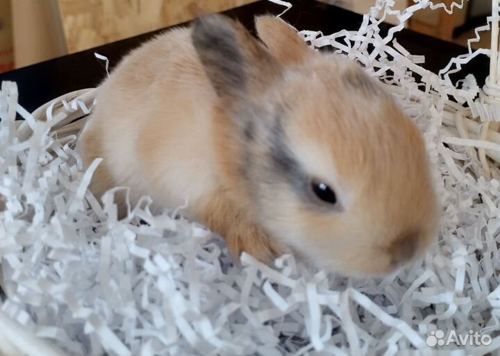 Декоративные кролики