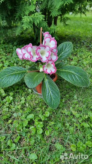 Глоксиния в горшке