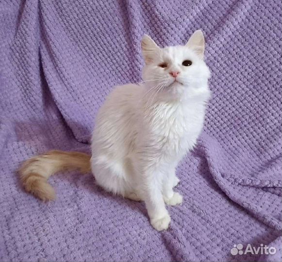 Кошка в дар