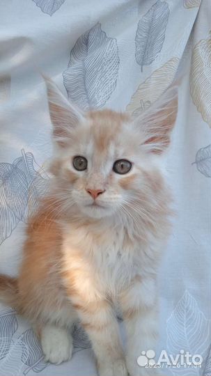 Котенок мейн-кун